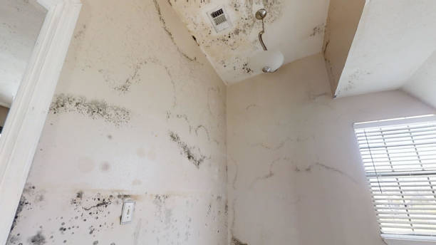 Best Real Estate Mold Inspection  in Augusta, GA