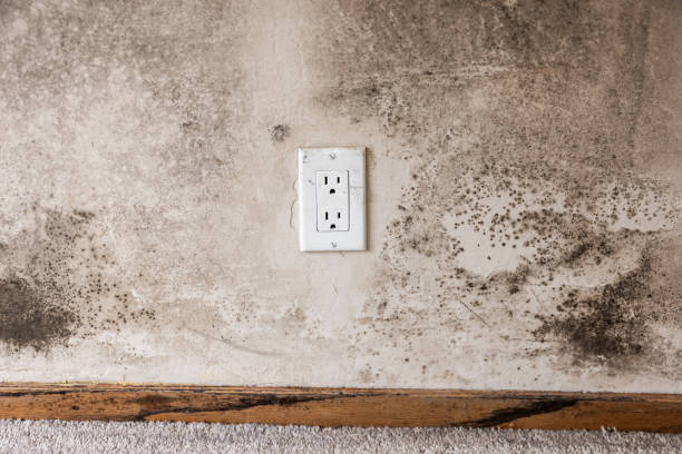 Best Indoor Air Quality Assessment  in Augusta, GA