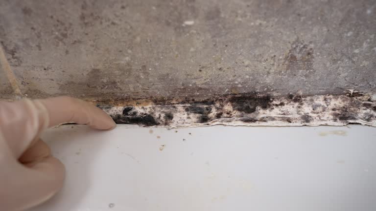 Best Mold Prevention Services  in Augusta, GA